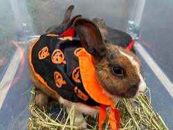 「埼玉むさしの村でハロウィンイベント　全身仮装でプレゼント&親子で楽しむ工作体験も」の写真