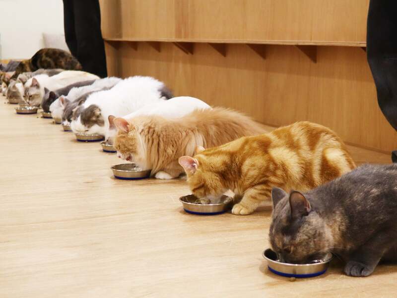 「ごはんタイム」イメージ