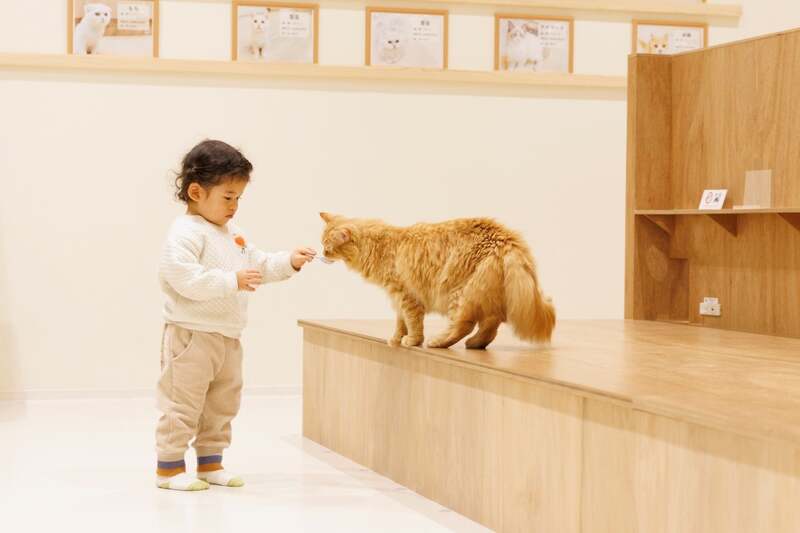 Cat Café MOFF コクーンシティさいたま新都心店