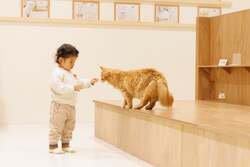 Cat Café MOFF コクーンシティさいたま新都心店