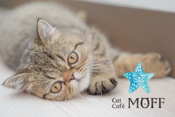 Cat Café MOFF イオンモール須坂店のエキゾチックショートヘア「もなか」