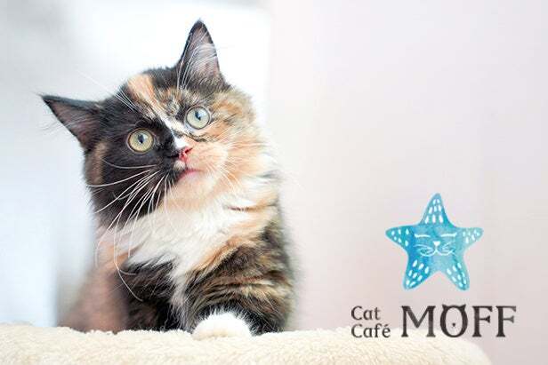 Cat Café MOFF イオンモール須坂店のマンチカン「ペル」