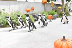 「「横浜・八景島シーパラダイス」で秋イベント開催　海の生きものたちとハロウィン満載」の写真