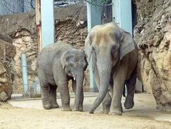 （公財）東京動物園協会