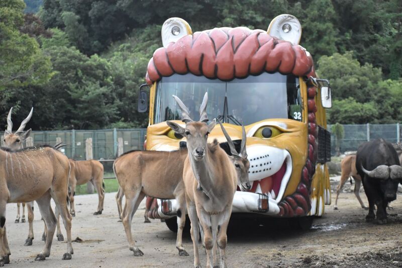 【全国】ホワイトタイガーに会える動物園11選　関東＆関西も網羅の1枚目の写真