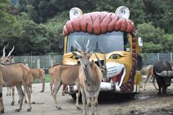 「【全国】ホワイトタイガーに会える動物園11選　関東＆関西も網羅」の写真
