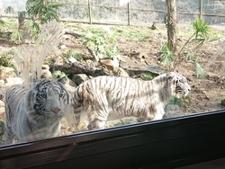 「【全国】ホワイトタイガーに会える動物園11選　関東＆関西も網羅」の写真