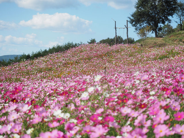 秋の花まつり／一般社団法人　世羅町観光協会