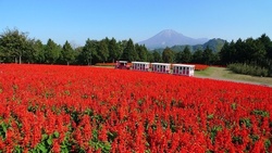 オータムフェスティバル｜とっとり花回廊