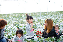 「希少！スカイベリー狩りができるイチゴ狩り農園」の写真
