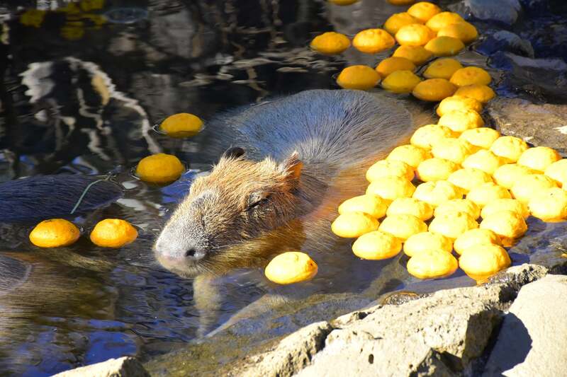 カピバラのゆず湯