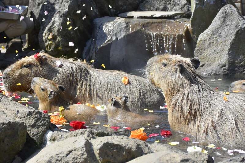 ゴージャスな「バラの湯」