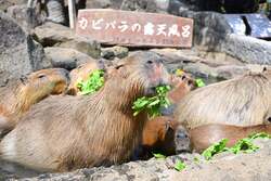 「野菜＆フルーツの湯」