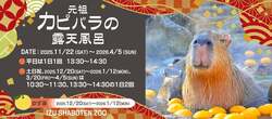 「伊豆シャボテン動物公園で元祖カピバラの露天風呂がスタート　ゆず湯などの変わり湯も」の写真