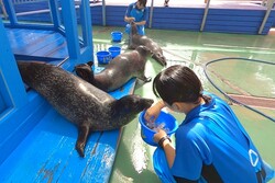 水族館飼育係の仕事
