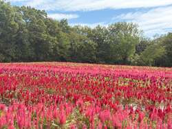 「埼玉の国営武蔵丘陵森林公園で羽毛ゲイトウ見頃　秋の花畑を散策＆ハロウィンイルミも」の写真