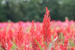 ニワトリのトサカに似ている花姿