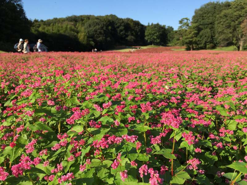 過去の「赤ソバ」植栽時の様子