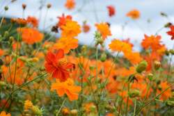 「長野・安曇野で80万本のキバナコスモスと18万本のコスモスが楽しめる花フェスタ開催」の写真