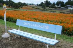 「長野・安曇野で80万本のキバナコスモスと18万本のコスモスが楽しめる花フェスタ開催」の写真