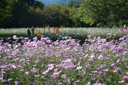 「長野・安曇野で80万本のキバナコスモスと18万本のコスモスが楽しめる花フェスタ開催」の写真