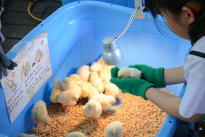 10/11〜13　ふれあい動物園