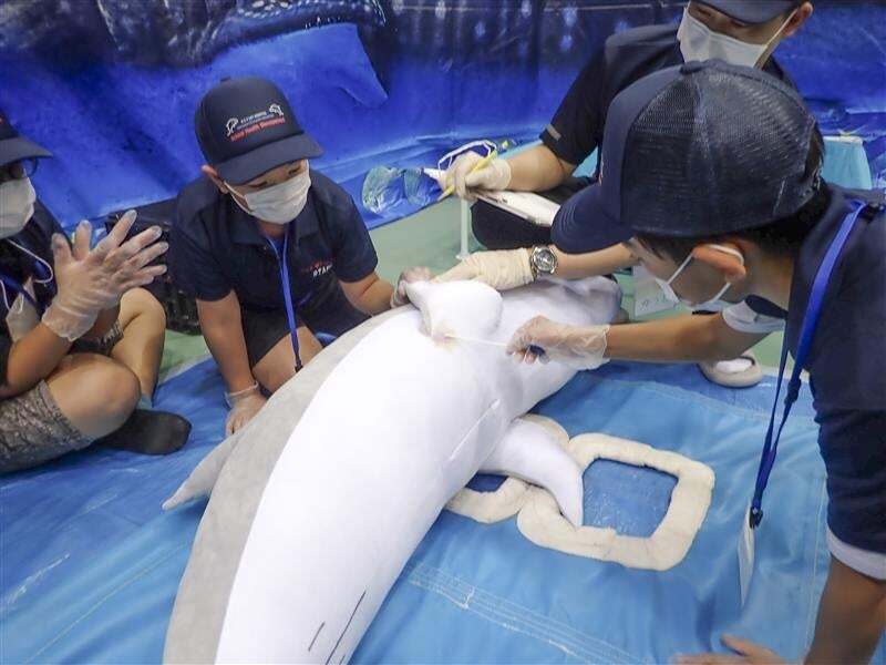 獣医療スタッフの仕事〜水族館〜