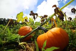 「八ヶ岳でハロウィンと食の祭典！特大かぼちゃのフォトスポット＆信州グルメが楽しめる」の写真