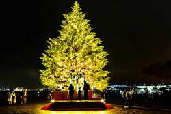 「横浜で過去最大約12mのモミの木ツリーが輝くクリスマスマーケット開催　無料エリアも」の写真