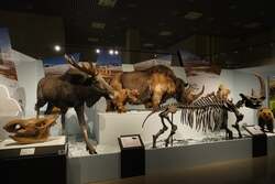 「4万年前の巨大動物とネアンデルタール人に会える　上野で開催中の氷河期展が夜間開館」の写真