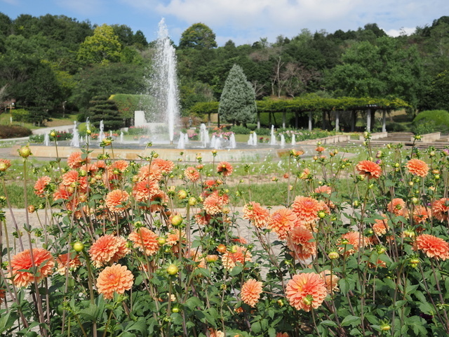 ダリア展｜四季の花壇