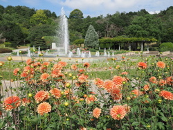 ダリア展｜四季の花壇