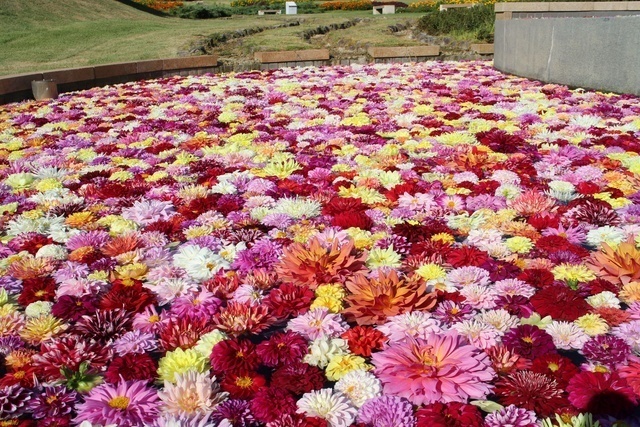 淡路花祭2025秋｜(C) 一般財団法人淡路島くにうみ協会