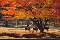 「【奈良】10月11日～13日の三連休おでかけにもおすすめ！人気スポットランキング」の写真