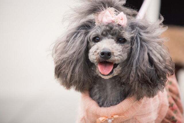 プロカメラマンによる愛犬の撮影会イメージ