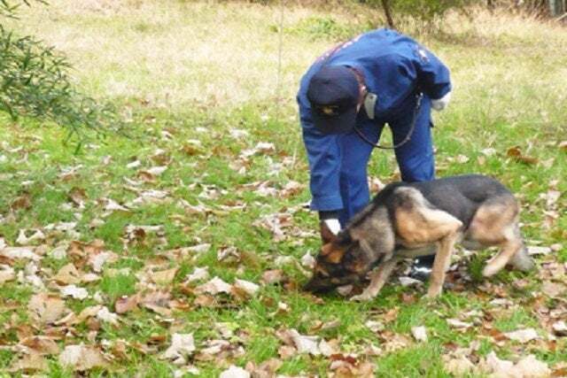 警察犬デモンストレーションイメージ