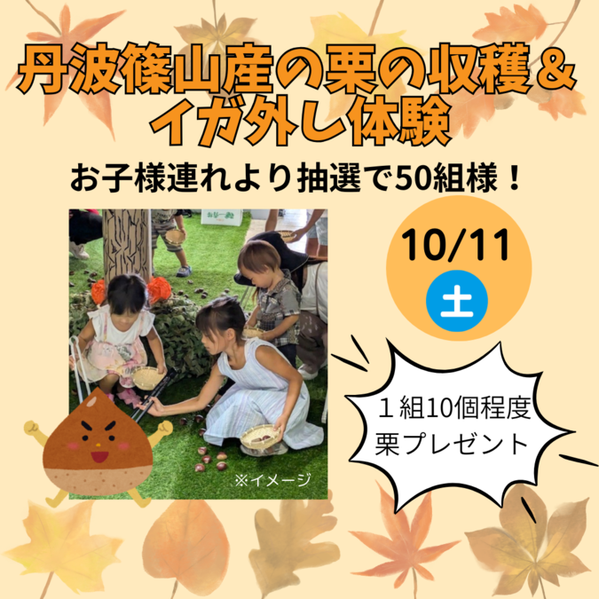 丹波篠山産の栗の収穫&イガ外し体験