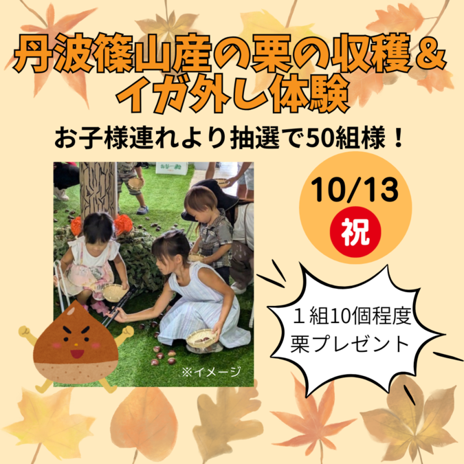 丹波篠山産の栗の収穫＆イガ外し体験
