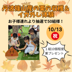 丹波篠山産の栗の収穫＆イガ外し体験