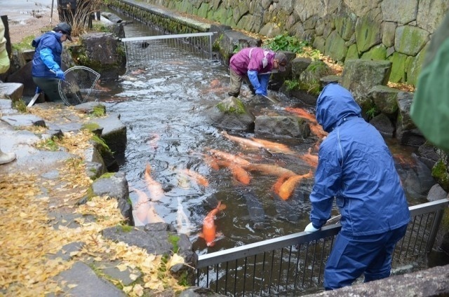 瀬戸川の鯉の引っ越し／（一社）飛騨市観光協会