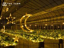 「千葉県香取市に冬限定いちご園がオープン！　夜の星空の下で楽しむナイトいちご狩り」の写真