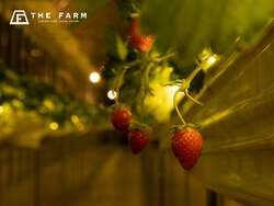 「千葉県香取市に冬限定いちご園がオープン！　夜の星空の下で楽しむナイトいちご狩り」の写真