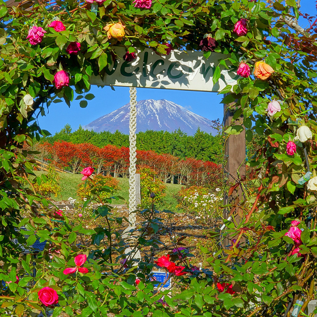 オータムローズウィーク／写真コンテスト最優秀賞作品　バラ越しの富士山