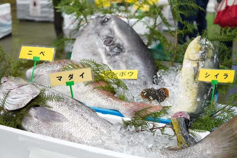 魚の展示