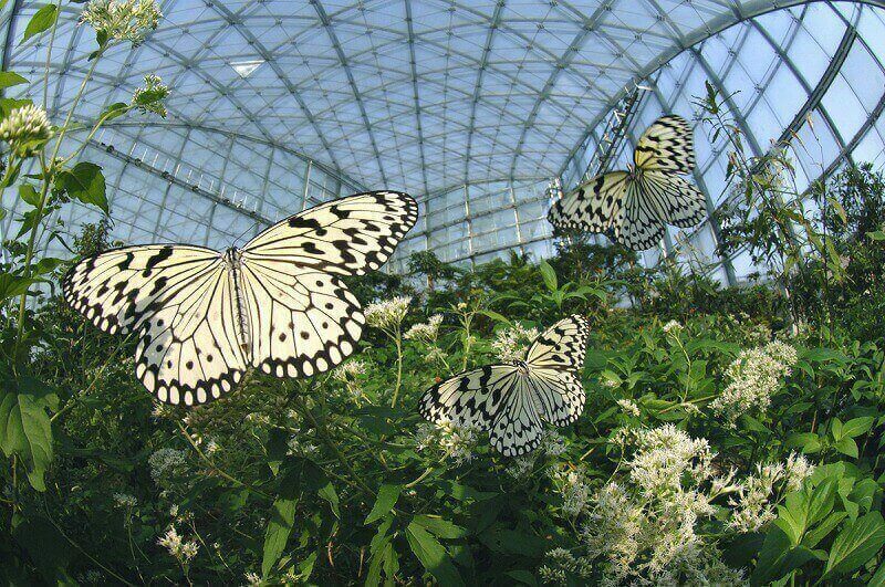 群馬県立ぐんま昆虫の森