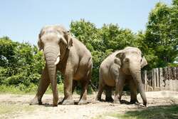 「群馬県民限定！群馬サファリパークで子供無料キャンペーン　大人も1,000円割引」の写真