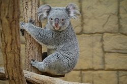 「【全国】コアラに会える動物園7選！仲間と過ごすようすや食事風景も観察」の写真