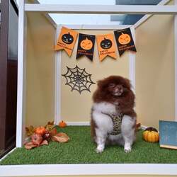 「那須ハイランドパークで愛犬と楽しむハロウィンイベント開催！」の写真