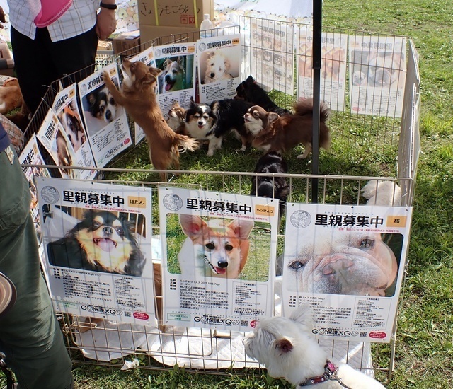 HUG ANIMALS! vol.14