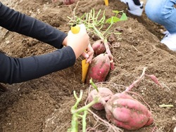 「【2025関西】食欲・収穫・行楽の秋におすすめ！親子で一日中楽しめる農業公園8選」の写真